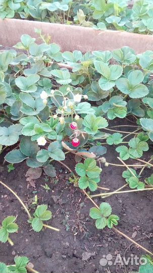 Рассада клубники