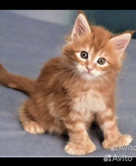 Полидакты и классики мейн кун