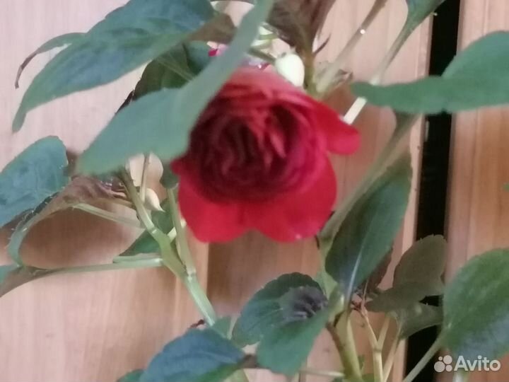 Бальзамин махровый разные