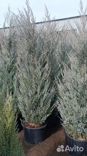 Можжевельник скальный Мунглоу