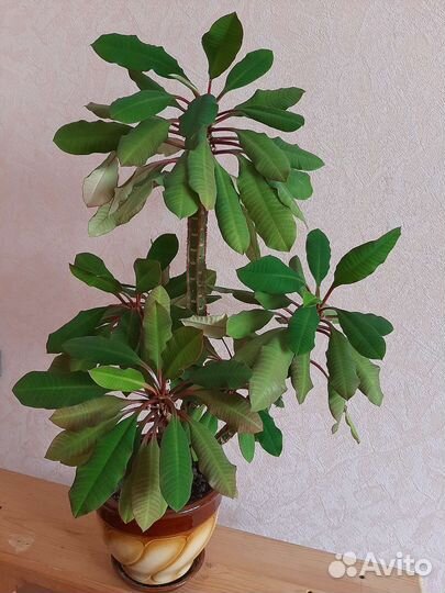 Цветы молочая