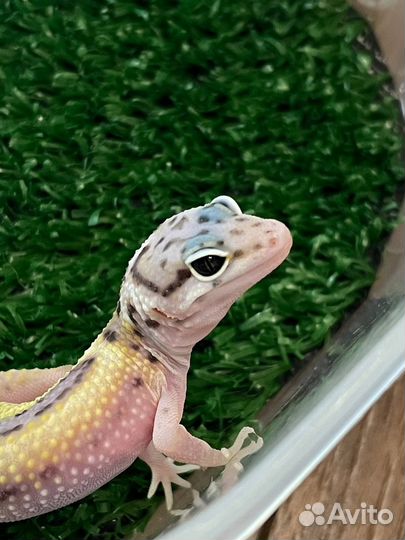Геккон эублефар малыши 2023