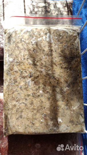 Артемия Мотыль Циклоп