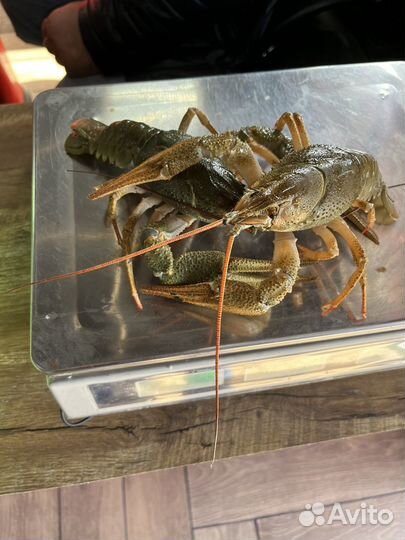 Живые и варенные раки
