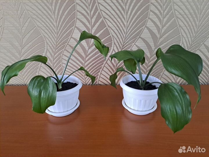 Комнатные цветы