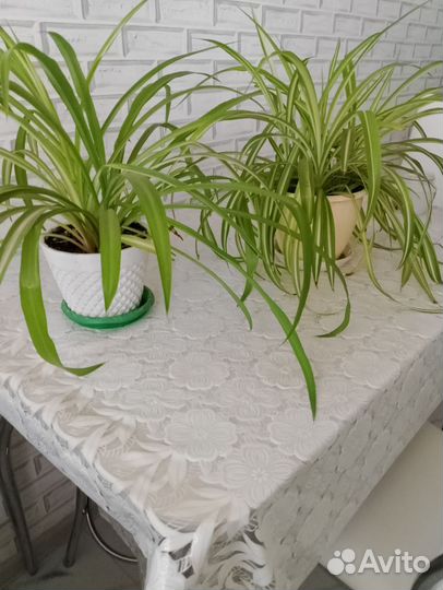 Хлорофитум