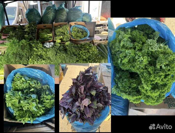 Свежая зелень