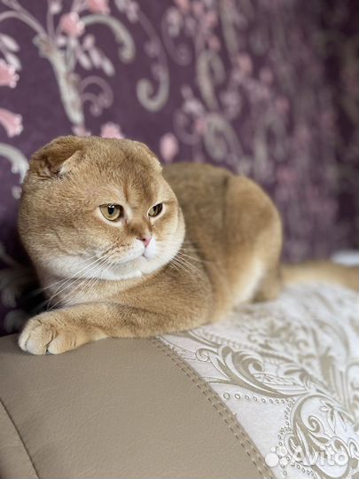 Шотландский вислоухий вязка