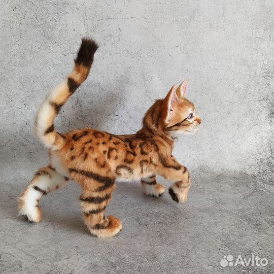 Бенгальский котенок ручной работы