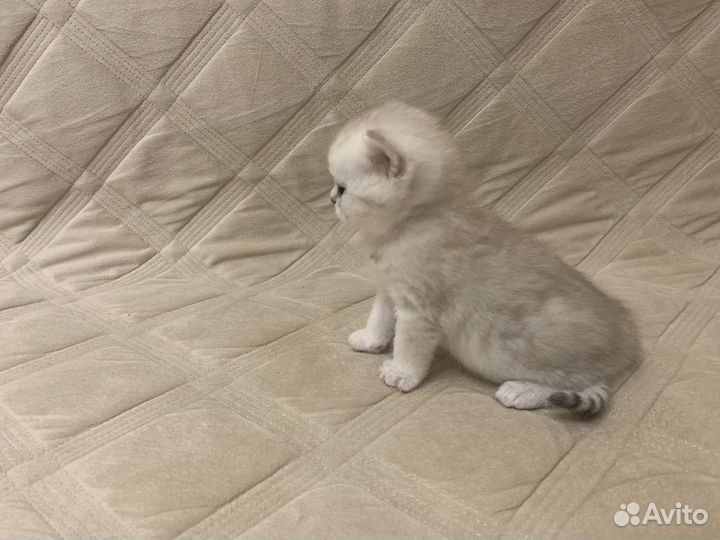 Британская кошка