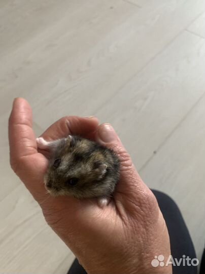 Джунгарский хомяк мальчик и девочка