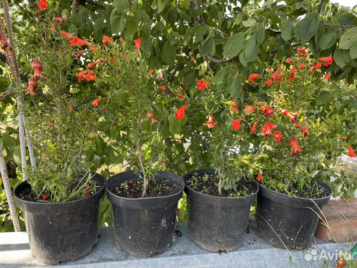 Карликовый гранат