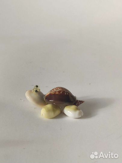 Морские ракушки раковины