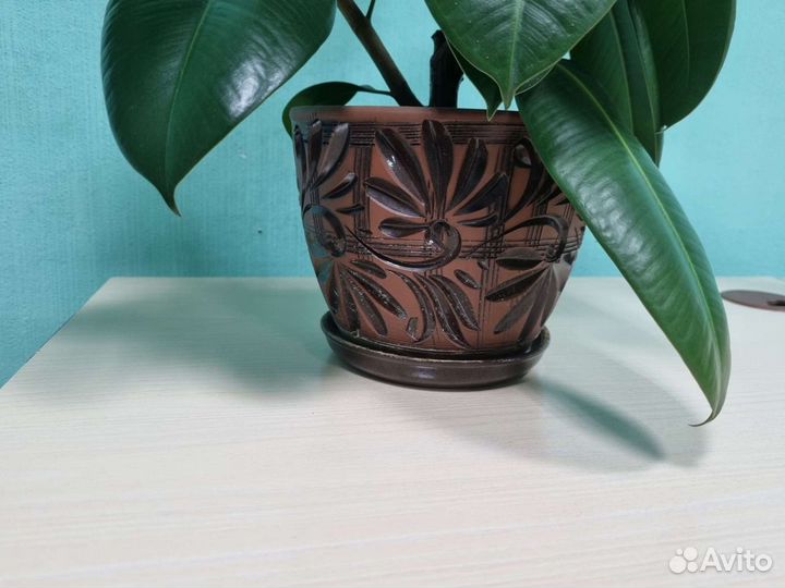 Фикус каучуконосный