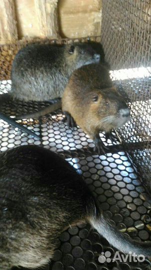 Нутрии молодняк