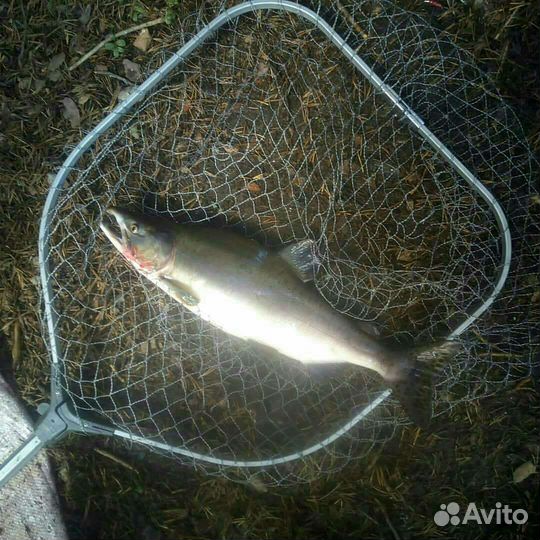 Муха на горбушу. Реки Умба, Варзуга