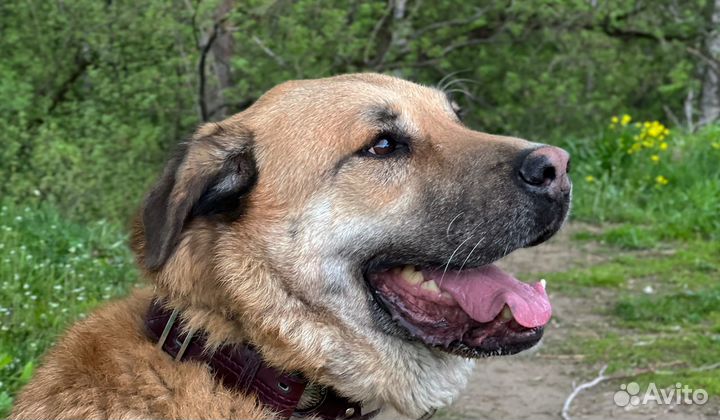 Красавец Портос очень хочет в семью