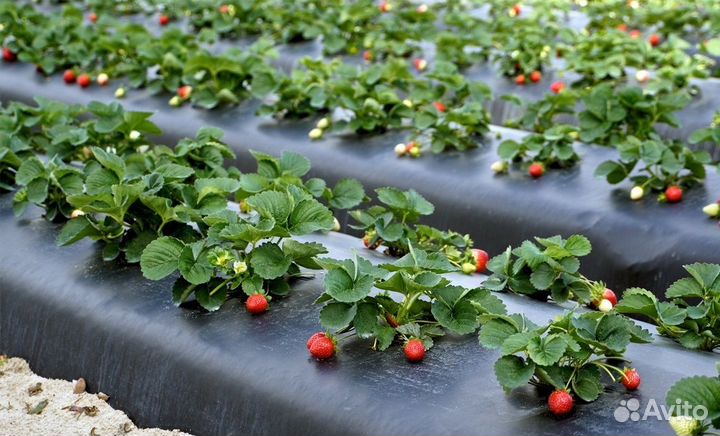 Пленка для клубники с отверстиями