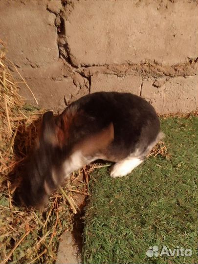 Кролики породы Полтавское серебро, Рэкс