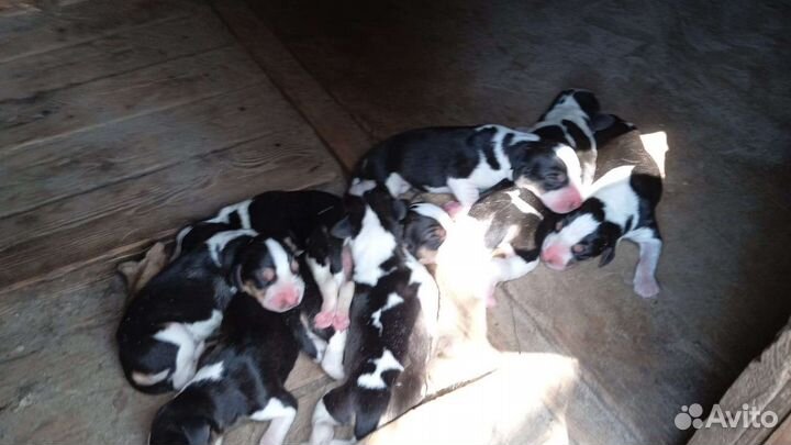 Русские Пегие гончие