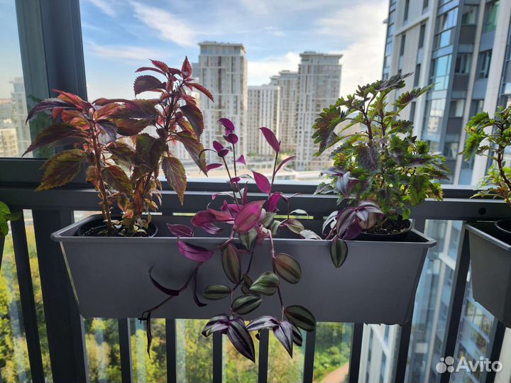 Комнатные цветы