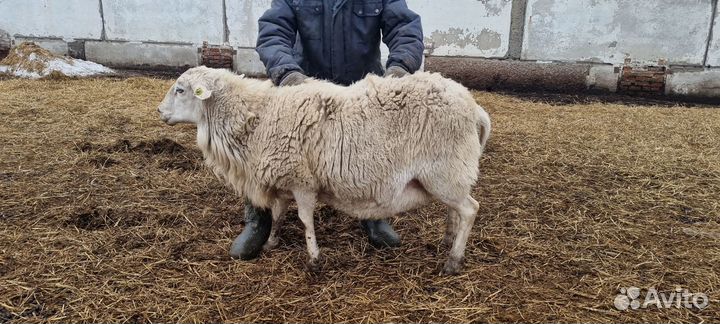 Овцы бараны катумские