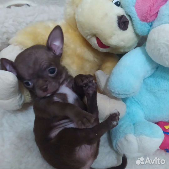 Мини чихуахуа