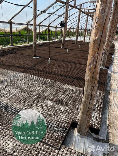 Сосна зкс окс сеянцы Ель Лиственница Голуб Горная