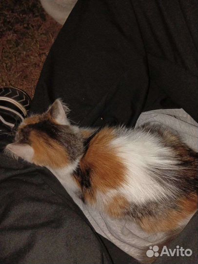 Котенка в добрые руки, девочка