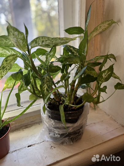 Цветы домашние в горшках