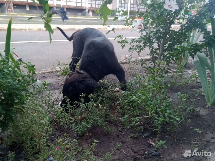 Собака в добрые руки отдам бесплатно