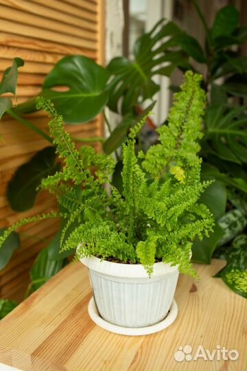 Орбифолия, папоротники, кротоны и пр