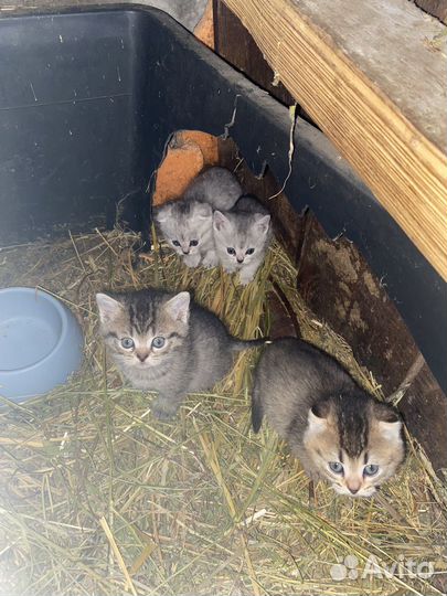 Котята