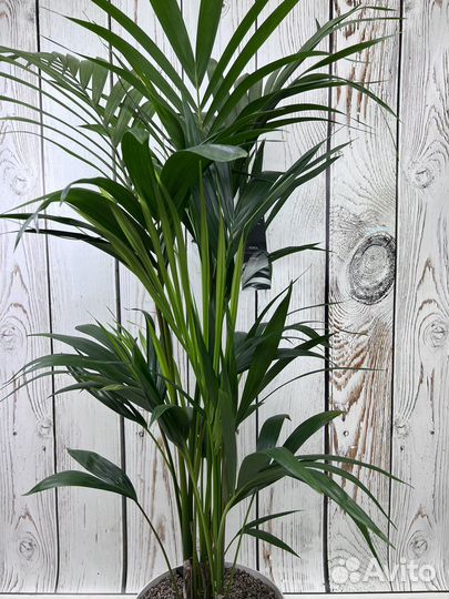 Пальма ховея H 120 см