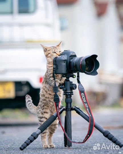 Фотограф эконом на ваши мероприятия