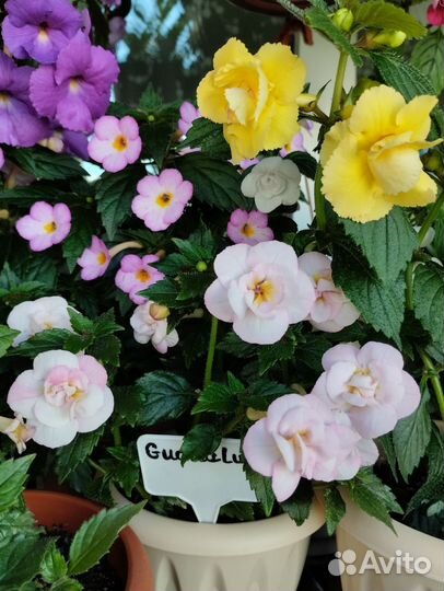 Ахименесы сортовые