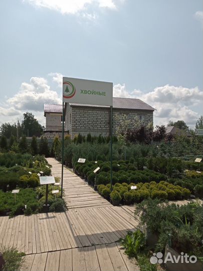 Сосна чёрная саженцы