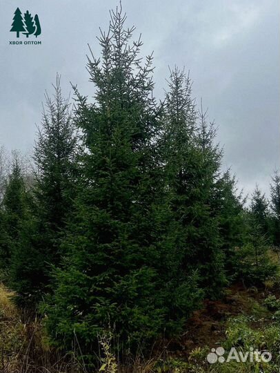 Обыкновенная ель