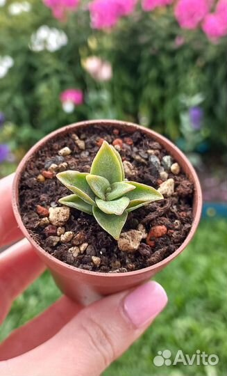 Суккуленты, кактусы в Серпухове, почта РФ (часть1)