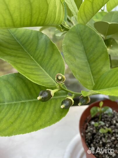 Мандарин Уншиу, микроцитрус Эреморанж