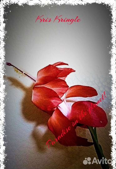 Шлюмбергеры 2