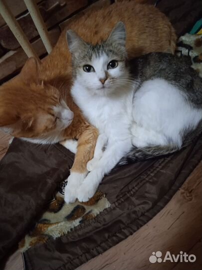 Кот Рыжик и кошка Буся в добрые руки. Привезу