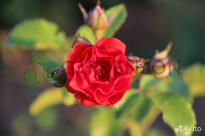 Саженцы роз оптом (450 сортов) - Strombergzauble