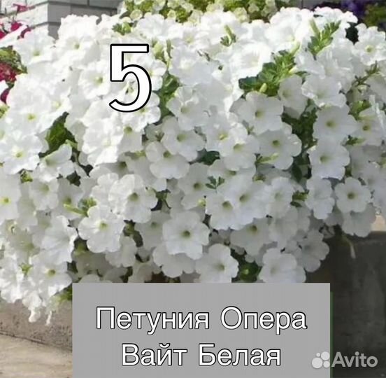 Петуния ампельная Опера