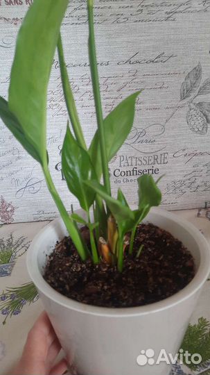 Спатифиллум