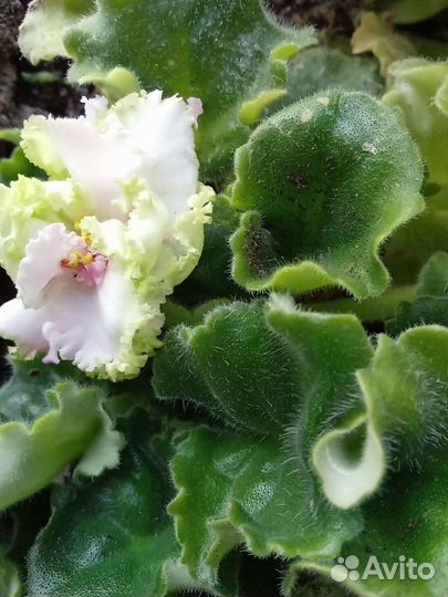 Фиалки, сансевиера, декабрист. Отростки цветов