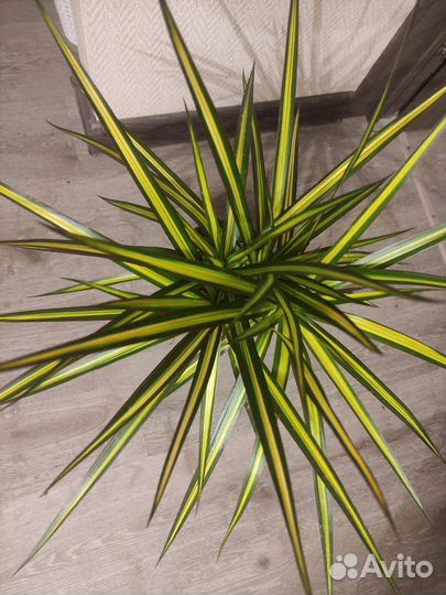 Драцены Санрей и Биколор