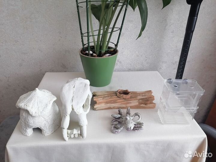 Декарации для аквариума, ул итки ампулярии