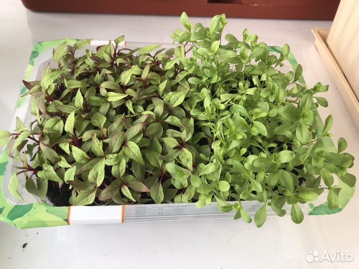 Рассада цветов