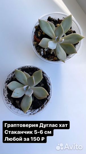 Детки суккулентов